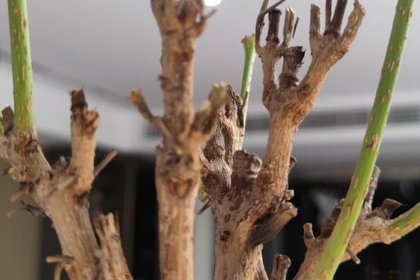 不发芽的树如何挽救,土壤贫瘠可以追施腐熟的肥料