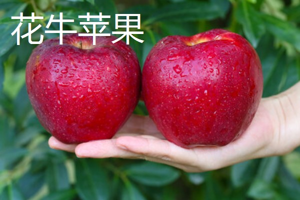 丑苹果的产地,产地包含四川和云南