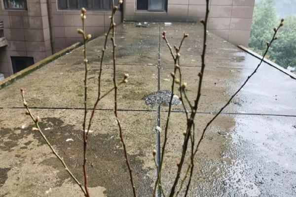 不发芽的树如何挽救,土壤贫瘠可以追施腐熟的肥料