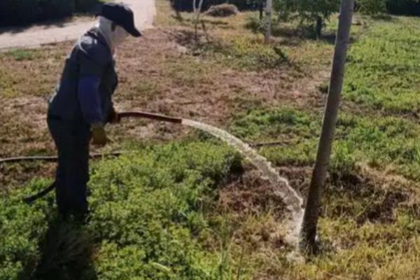 不发芽的树如何挽救,土壤贫瘠可以追施腐熟的肥料