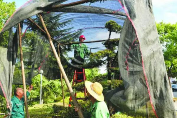 不发芽的树如何挽救,土壤贫瘠可以追施腐熟的肥料