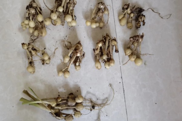 姜荷花的种球何时种植,1-6月份是适宜种植时间