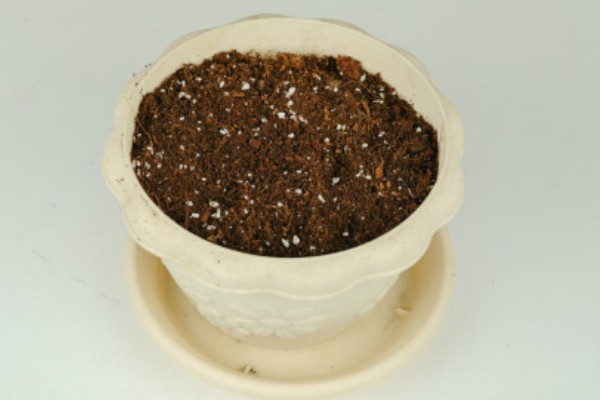 姜荷花的种球何时种植,1-6月份是适宜种植时间