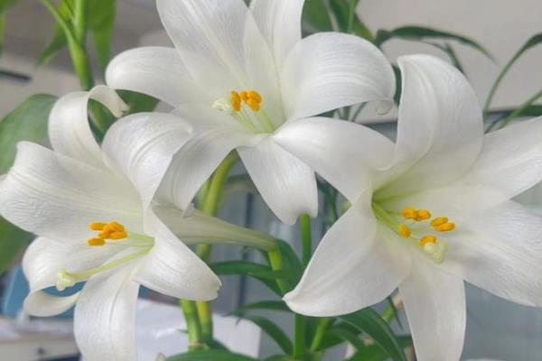 百合花有什么寓意,代表和蔼慈祥、纯洁的爱、百年好合
