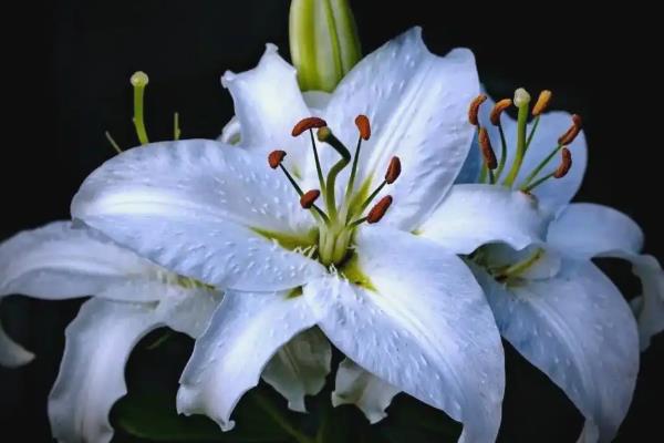 百合花有什么寓意,代表和蔼慈祥、纯洁的爱、百年好合