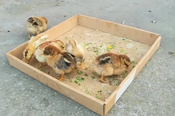 鸡可以吃鸡肉吗,鸡是可以吃鸡肉的