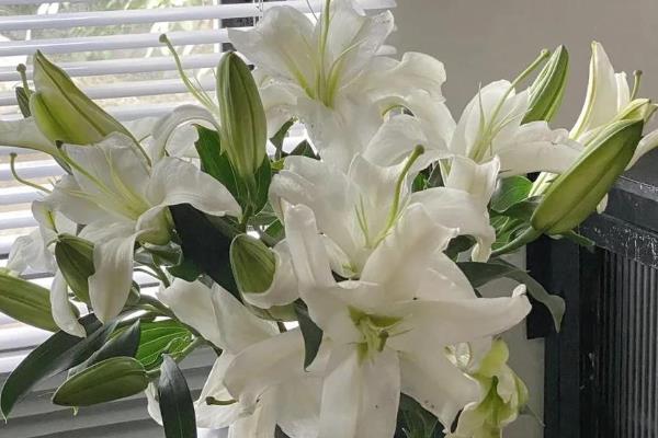 百合花有什么寓意,代表和蔼慈祥、纯洁的爱、百年好合