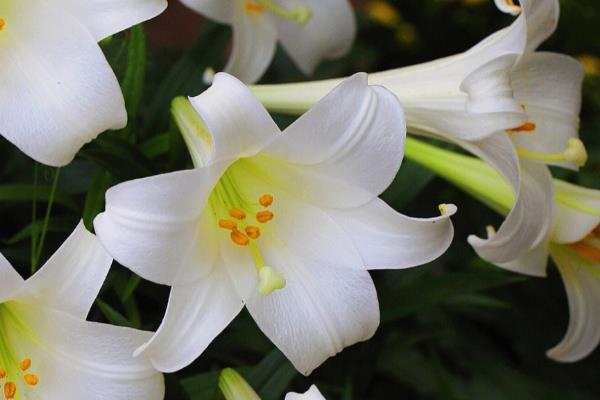 百合花有什么寓意,代表和蔼慈祥、纯洁的爱、百年好合