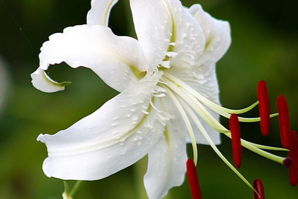 百合花有什么寓意,代表和蔼慈祥、纯洁的爱、百年好合