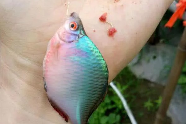钓鳑鲏鱼用什么钩子，推荐袖钩、秋田狐钩等