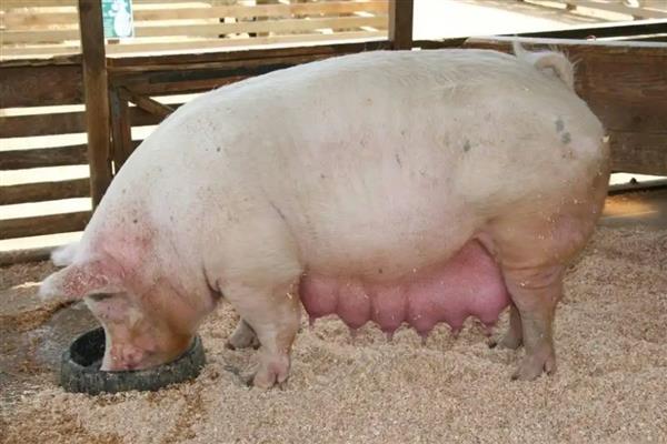 母猪受胎率低是什么原因，可能是营养不足或疾病所致