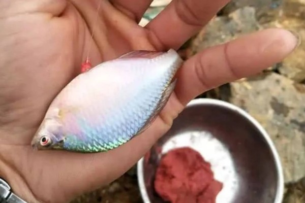 钓鳑鲏鱼用什么钩子，推荐袖钩、秋田狐钩等
