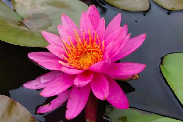 睡莲是不是白天开放晚上闭合,花瓣会在晚上合拢