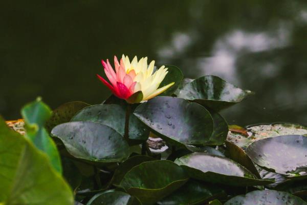 睡莲是不是白天开放晚上闭合,花瓣会在晚上合拢