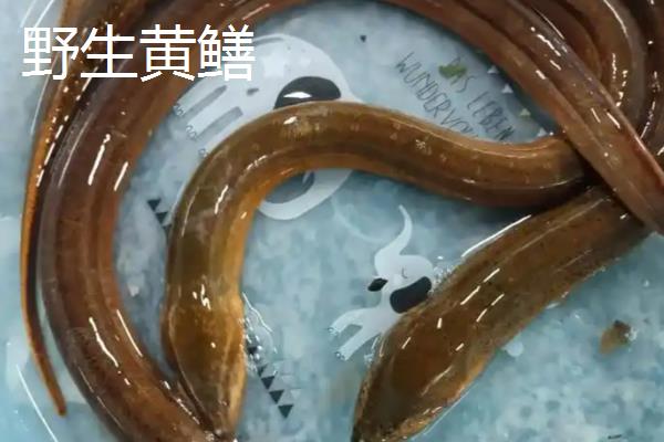 野生黄鳝与养殖黄鳝的区别,活力和头部均不同