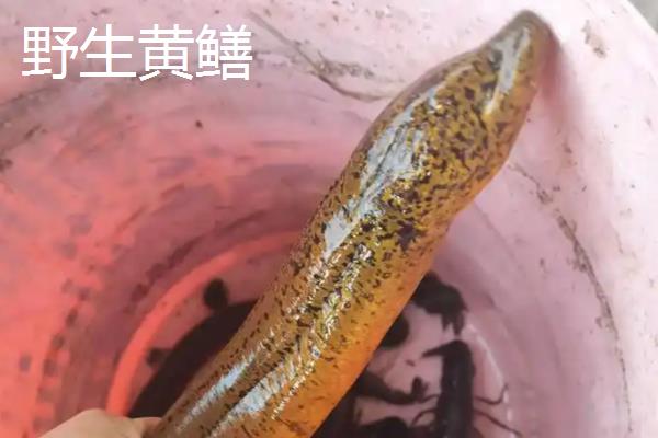 野生黄鳝与养殖黄鳝的区别,活力和头部均不同