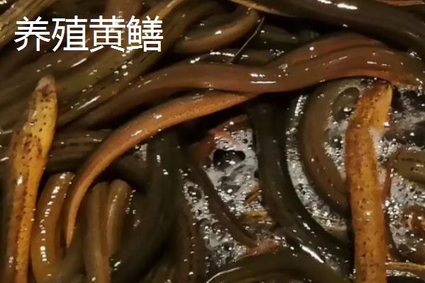 野生黄鳝与养殖黄鳝的区别,活力和头部均不同