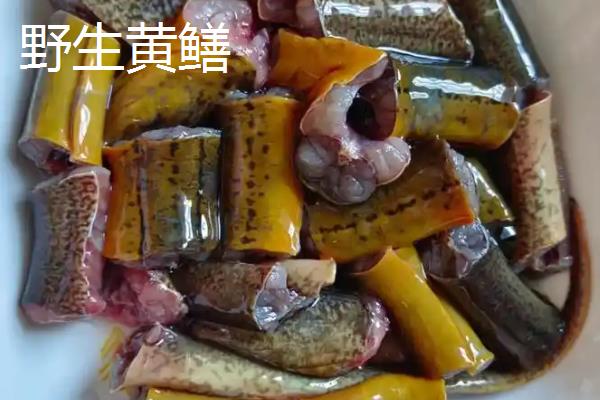 野生黄鳝与养殖黄鳝的区别,活力和头部均不同
