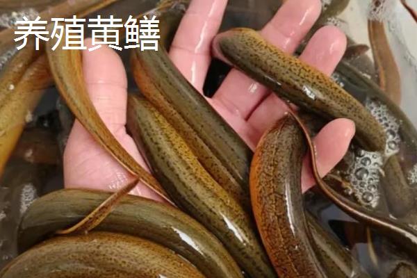 野生黄鳝与养殖黄鳝的区别,活力和头部均不同
