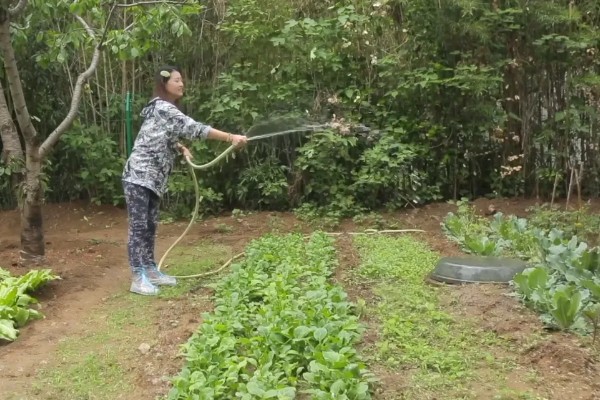 青菜的种植方法,每一个阶段都需要许多水分