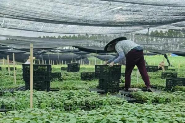 农村种植什么赚钱,推荐蔬菜种植、花卉种植等