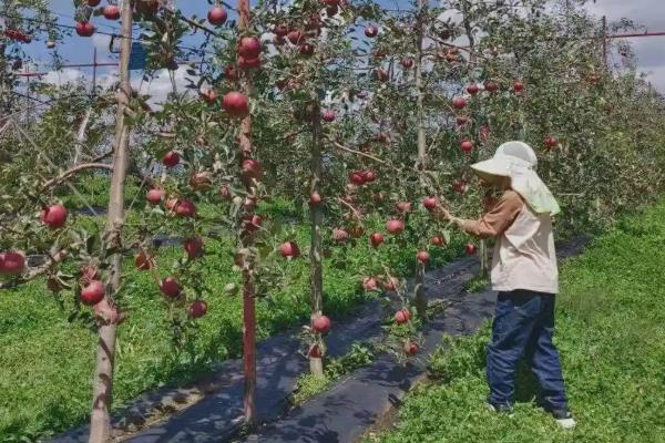 农村种植什么赚钱,推荐蔬菜种植、花卉种植等