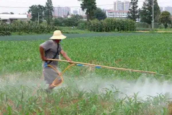 使用玉米苗后除草剂要注意什么，禁止随意增加用药量
