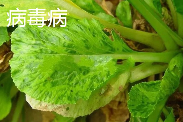 青菜的种植方法,每一个阶段都需要许多水分