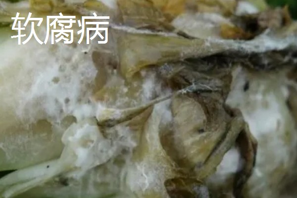青菜的种植方法,每一个阶段都需要许多水分