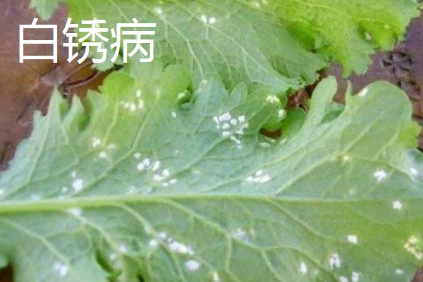 青菜的种植方法,每一个阶段都需要许多水分
