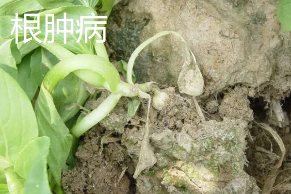 青菜的种植方法,每一个阶段都需要许多水分