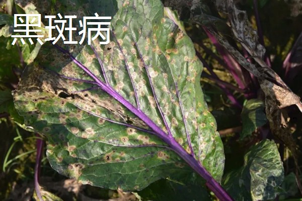 青菜的种植方法,每一个阶段都需要许多水分