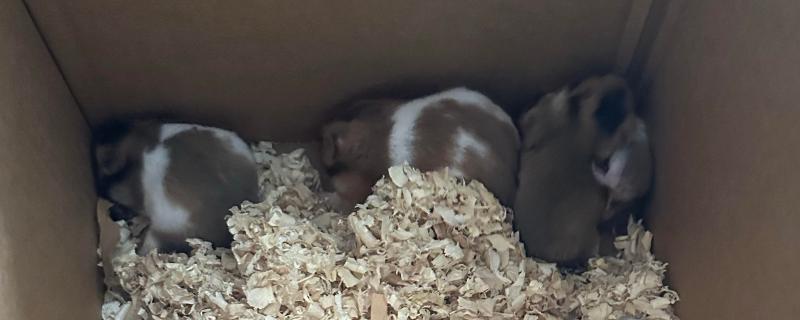 仓鼠怀孕后要如何护理,需要及时分笼饲养