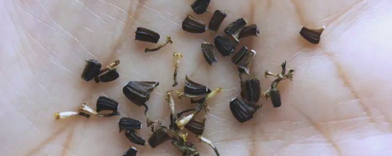 茼蒿种子播种前要不要泡,播种前需要泡一下才可播种