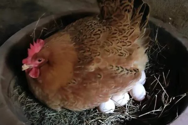 母鸡一年的抱窝次数，每年会抱窝1-3次