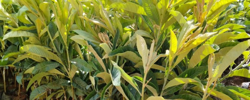 释迦树苗的形态特点，可以长到3-5米的高度