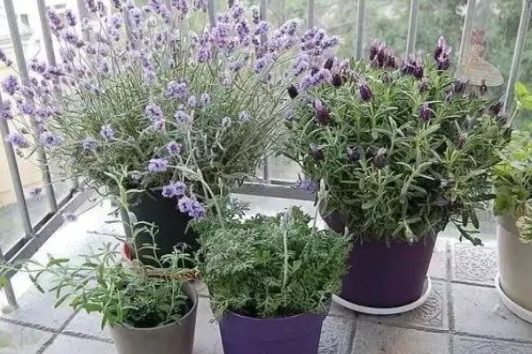 如何防止灯光招飞虫，可以在室内放一盆薰衣草