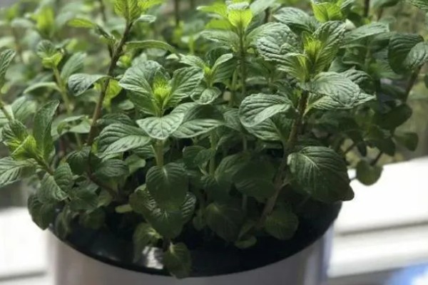 如何防止灯光招飞虫，可以在室内放一盆薰衣草