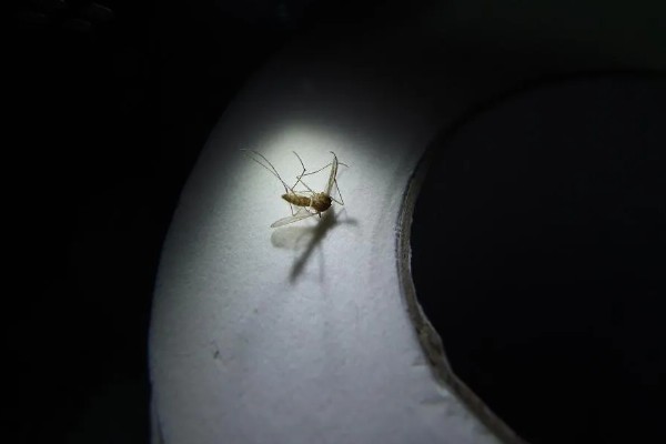 如何防止灯光招飞虫，可以在室内放一盆薰衣草