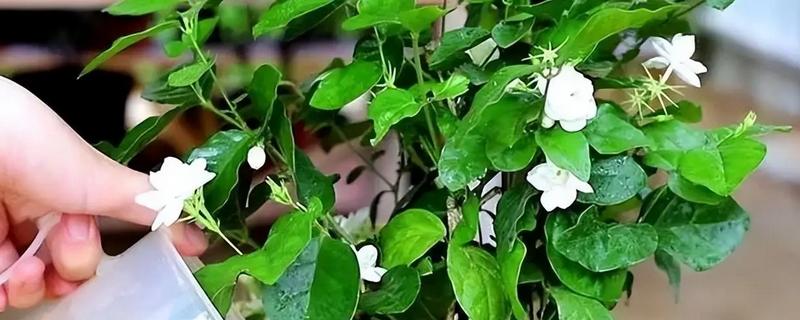 茉莉花烂根的解救办法,浇水要做到见干见湿