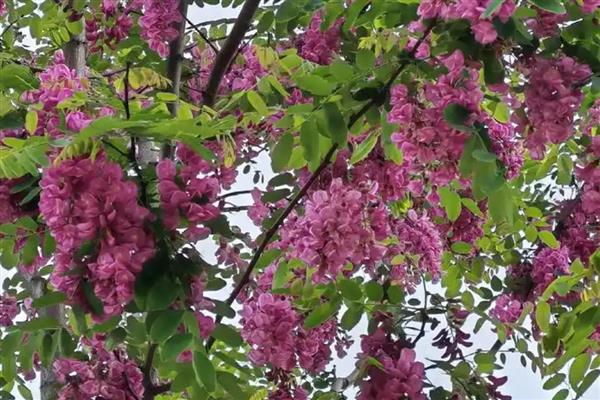 香花槐叶子发蔫发黄如何解决，要立刻停止浇水