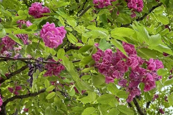 香花槐叶子发蔫发黄如何解决，要立刻停止浇水