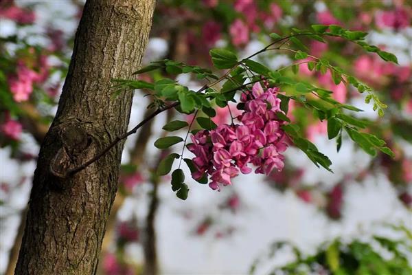 香花槐叶子发蔫发黄如何解决，要立刻停止浇水
