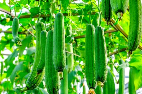 哪些蔬菜可在11月份种植,有丝瓜、南瓜等品种可供选择