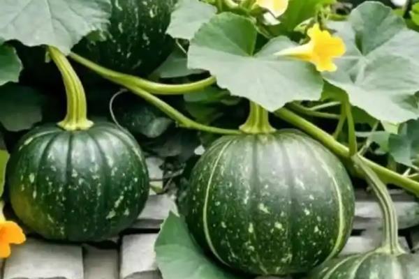 哪些蔬菜可在11月份种植,有丝瓜、南瓜等品种可供选择