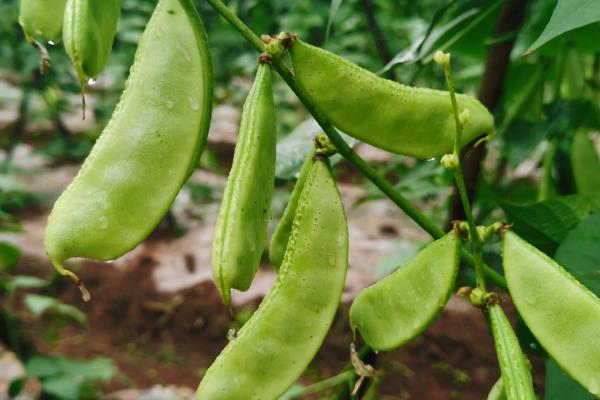哪些蔬菜可在11月份种植,有丝瓜、南瓜等品种可供选择