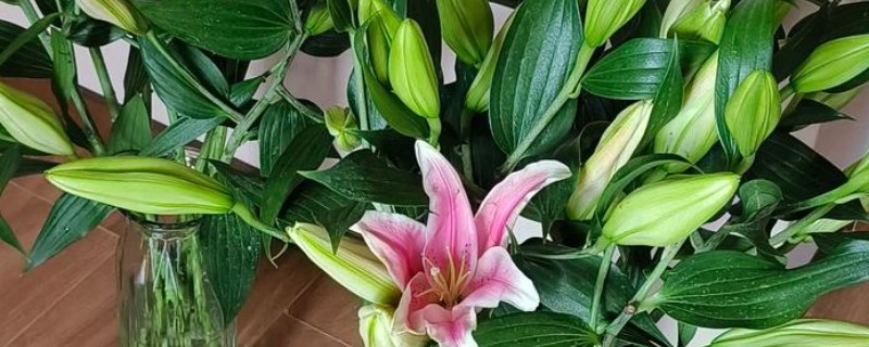 百合花代表的意思，不同颜色的寓意不同