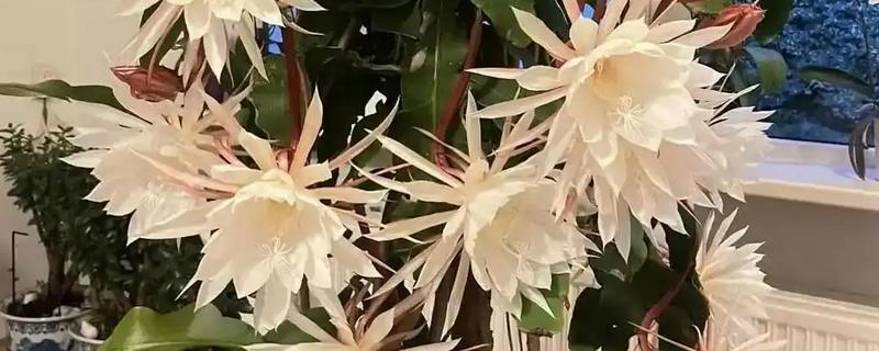 昙花可以开放多长时间,只能持续4-5小时