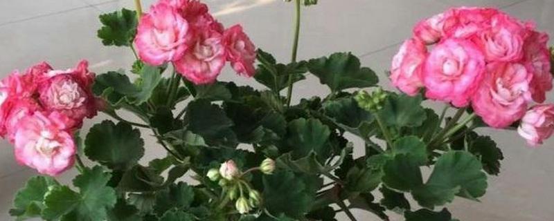 天竺葵怎么家养,应当使用透气性较好的花土养