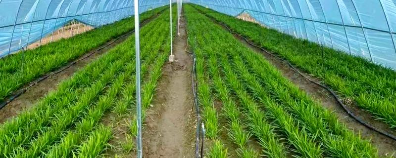 韭菜的育苗技术，可以干籽播种